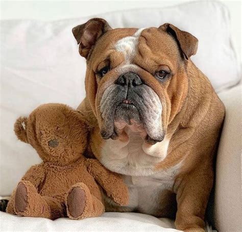 It's so hard finding a name that fits your puppy's personality and unique temperament. 70 Male English Bulldog Names | The Dogman