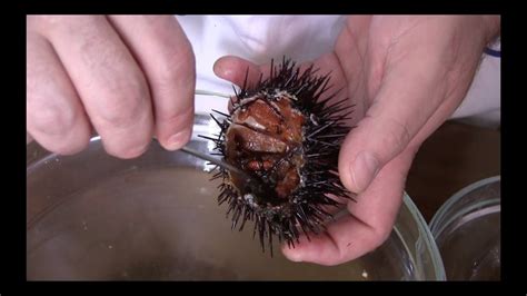 Se vi state chiedendo cosa si può mangiare del riccio perchè, vedendolo, sembra solo composto da lunghi aculei, sappiate che del riccio di mare si mangiano le gonadi, ossia la polpa interna arancione e il massimo del loro gusto si ottiene mangiandoli crudi con. Come Aprire i Ricci di Mare ed Estrarre la Polpa METODO ...