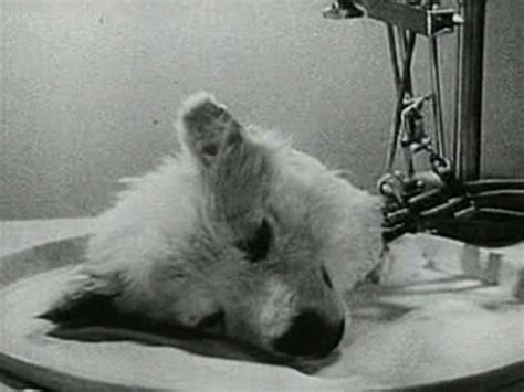 If your dog already has evidence of cancer in other abdominal organs or in the lungs, the prognosis is grave and your dog may only have a few weeks left. Soviet Reanimated Dog Head: Film Revisited - Undead ...