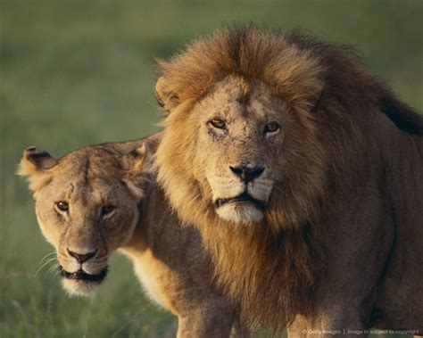 I'll try to keep back the lions. Lion and Lioness | Lions, Lion and lioness, Lion