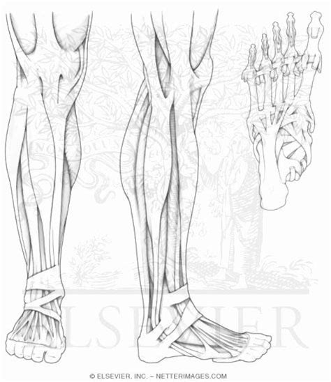 Learning to draw muscles may conjure medical charts in daunting details, but such complexity is unnecessary. Best Anatomy Coloring Book Best Of Lower Leg Muscle Diagram Blank Sketch Coloring Page in 2020 ...