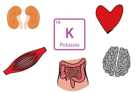 Fagioli e le lenticchie sono entrambi buone fonti di potassio. Carenza di potassio: proprietà, alimenti e integratori ...