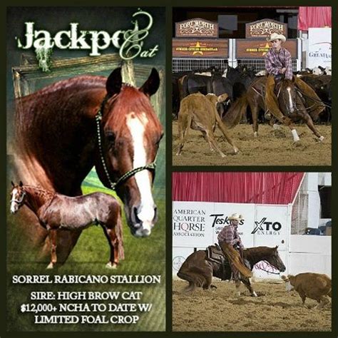 Royal pedigree and a superb individual! Skye's The Limit Performance Horses JACKPOT CAT - Rabicano ...