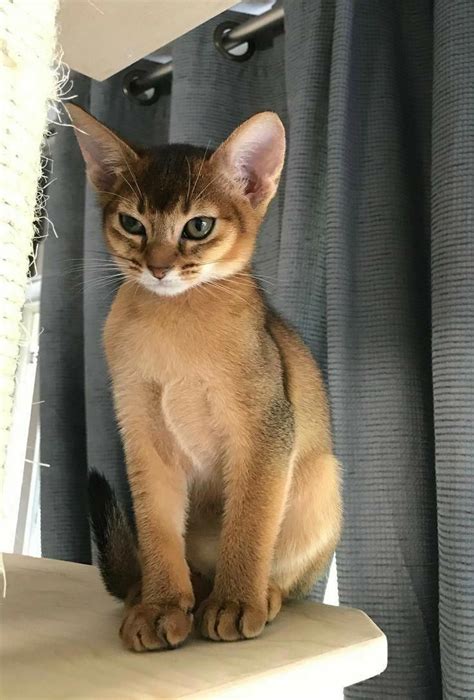 All modern burmese cats can be traced back to wong mau, a cat transported in 1930 from burma (now myanmar) to san francisco. Cats For Sale Near Me #CatsVsDogsIo Post:8456051450 ...
