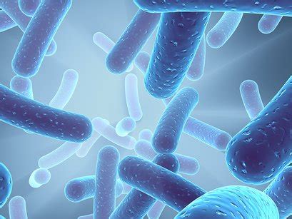 Upper respiratory tract infections are characterized by airway obstruction, and cough. Legionella pneumophila - Vircell