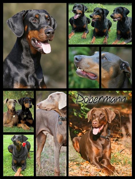Find over 32 of the best free doberman pinscher images. Dobermann. Called Doberman pinscher in the USA. This breed ...