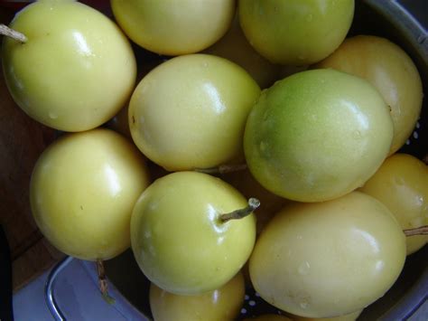 Many people use cactus juice products as a topical pain killer for sunburns personal experience with cactus juice sun and skin outdoor protectant. Honey From Rock: Passion Fruit (Lillikoi as we say in ...