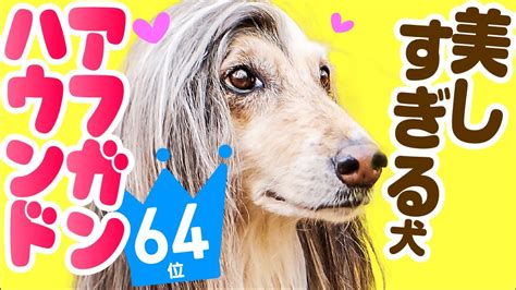 Maybe you would like to learn more about one of these? ️人気64位【アフガン・ハウンドってどんな犬？】子犬の価格や ...