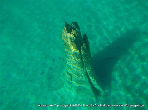 Here's what to expect, and where to schedule a johnson & johnson vaccination appointment near you. Stump Underwater shot of Johnson Lake near Kamloops BC. It is amazing how clear the water is ...