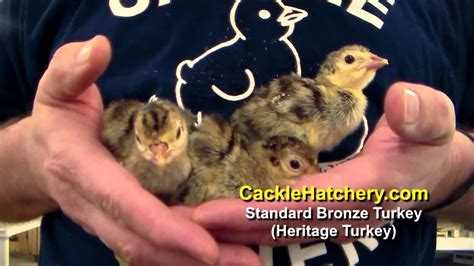 The bronze strain is an american origination and admitted into the american standard of perfection in 1874. Standard Bronze Turkey Breed For Sale - YouTube