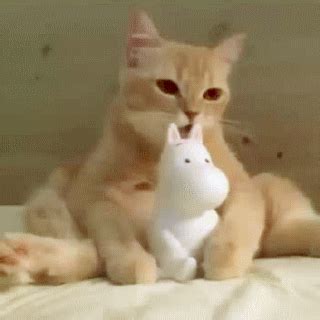 Currently 50% off with free shipping! Chewing on Figure | Cat gif, Funny cat videos, Strongest ...