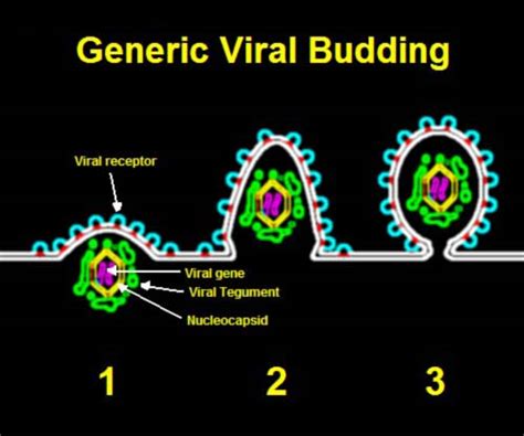 Herpes simplex viruses are amongst the most common infectious agents of man, and either hsv type appears to be capable of infecting similar body sites. File:Budding of generic virus, pictorial represent.jpg ...