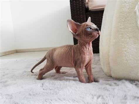 Weitere ideen zu sphynx katze, sphynx, nacktkatze. "Wir sind süße Baby-Nacktkatzen" - Horn