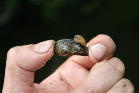 See reviews and photos of bodies of water in freshwater, england on tripadvisor. Britain on brink of freshwater species 'invasion' from ...