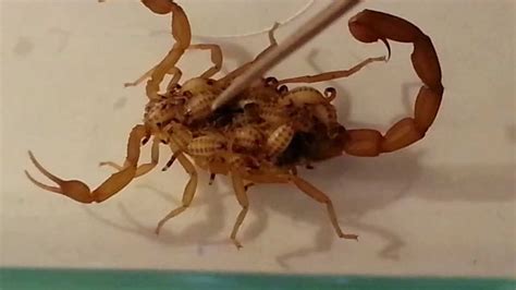 It's the only spider in the world that. Girl Scorpion Mother With Babies - YouTube