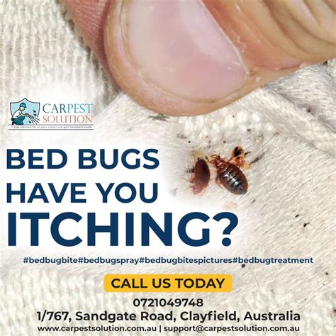 The itching sensation can last very long, and it often leads to rashes on the skin. Pest Control | Bed bug bites, Bed bugs treatment, Bed bugs