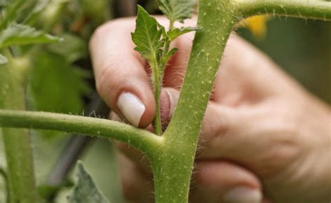 Gibt es unterschiede zwischen den einzelnen tomatensorten? Tomaten richtig ausgeizen - Mein schöner Garten