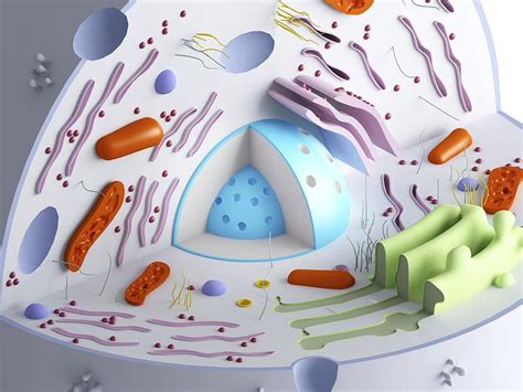 Maybe you would like to learn more about one of these? Animal cell organelles, artwork Photograph by Science ...
