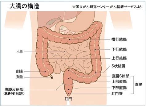 なぜ大腸内視鏡検査を受けるのか？ それは… 大腸がんを発見するためです。 胃がんリスク（abc）検査を先にお受けいただく事をお勧めしております。 ≪世田谷区の胃がん検診の目的≫. 本 説 伝 （ﾎﾝﾄﾂﾀｴ）: 大腸がん