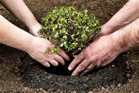 Dear students, have you ever imagined how trees help us? Paragraph --- Tree Plantation - academiclearningwisdom
