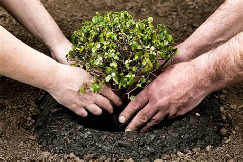 Write a paragraph about 'a tree plantation'. Paragraph --- Tree Plantation - academiclearningwisdom