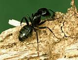 Photos of Wood Ant Control