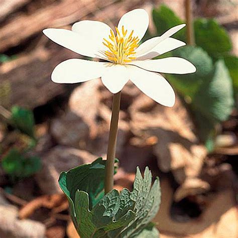 Maybe you would like to learn more about one of these? Wildflowers Of Ohio | Best Flower Site