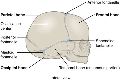 8 name the arteries and the nerves that coracohumeral ligament : 9.2 Fibrous Joints - Anatomy & Physiology