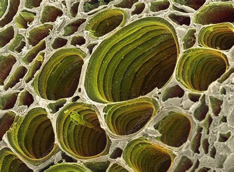 Parenchyma cells, sclerenchyma cells, collenchyma cells, xylem cells, and phloem cells. Xylem plant cells, SEM | Microscopic photography, Plant ...