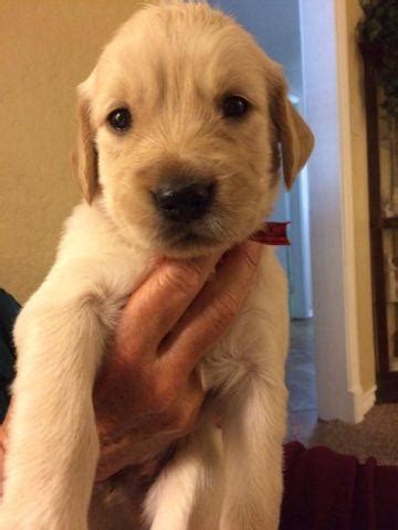 Bubbles and jake are our family pets. Adorable AKC Golden Retriever Puppies for Sale in Mesa ...