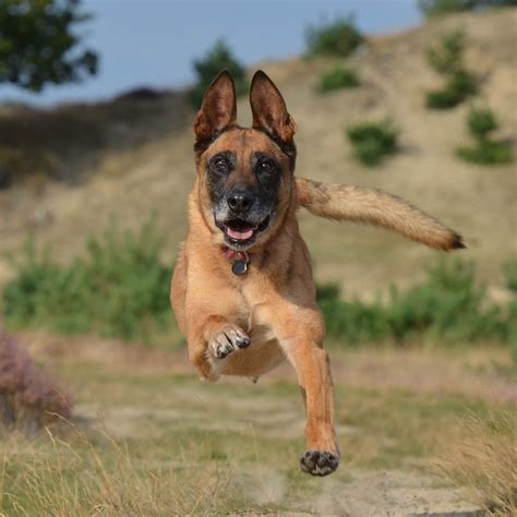 Malinois | world champion malinois. Malinois