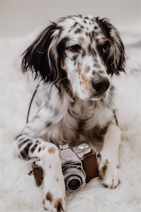 Wonderful companion and therapy dogs as well. English Setter | English setter puppies, English setter ...