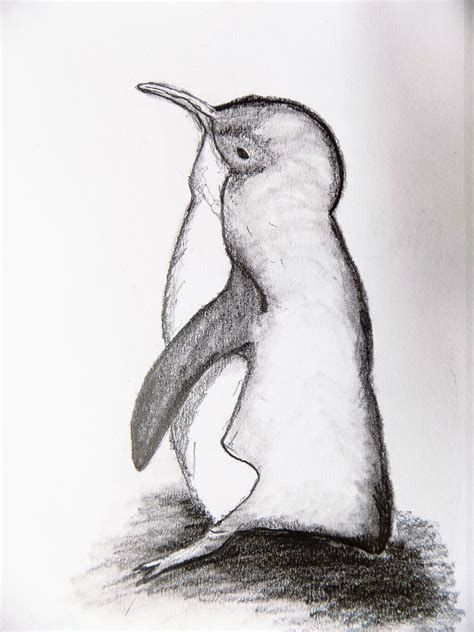 Do you want to try other easy drawing. Drawing of Penguin, Pencil Sketch, Graphite Drawing ...