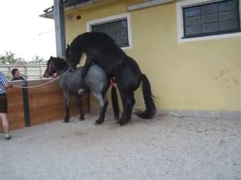 Dieses schauspiel sieht man heute nur noch selten: Pferd decken: Noriker Stute - YouTube