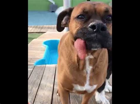 One thinks of or anticipates something with great desire and eagerness. Dog with tongue hanging out. - YouTube