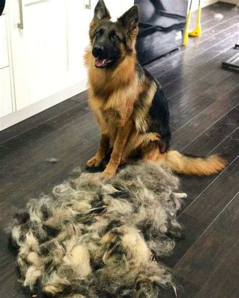 The amount of fur a dog sheds depends on the breed of dog, the time of year, and whether they have a single or double layer of fur. Best Dog Food for Shedding (2020) - Top 10 list! We Love ...