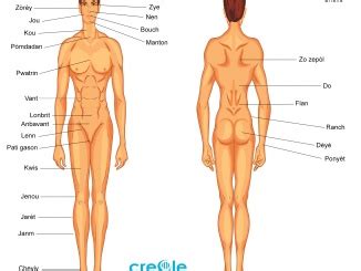 Choose from 500 different sets of flashcards about male anatomy on quizlet. male anatomy - Medical Creole