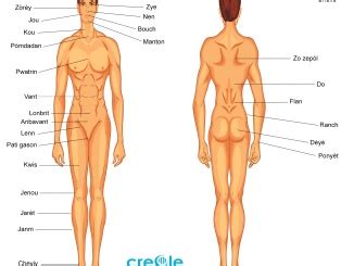 Learn these parts of body names to increase your vocabulary words in english. male anatomy - Medical Creole