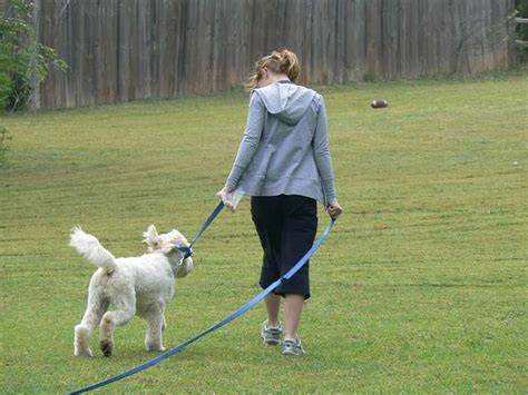 20 miles from charlotte the mobile center of the ada jenkins center provides quality dental care to those in need in the north mecklenburg and south iredell area. Pin on Free Dog Training Courses