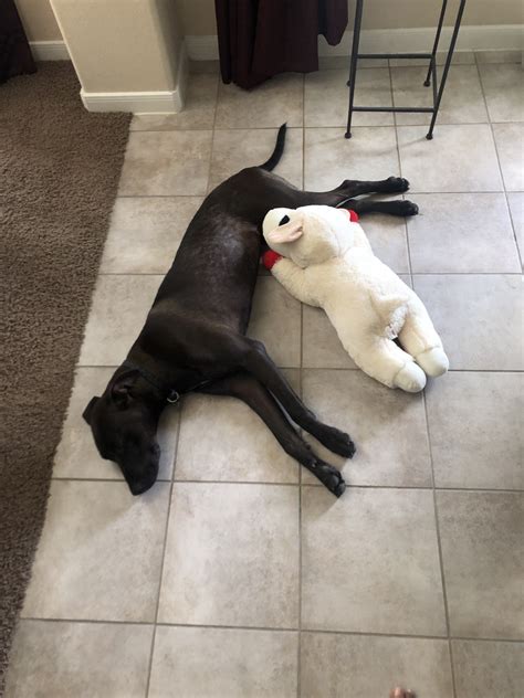 I would love to be your forever couch potat. Black Mouth Cur Puppies For Sale | Spring, TX #301809