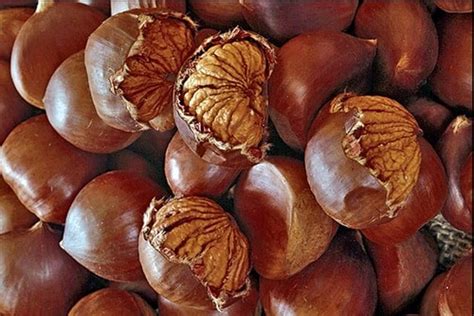 We did not find results for: La tradizione è servita alla Sagra delle Castagne del ...