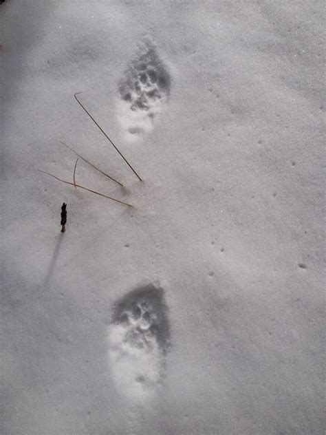 Fox tracks in snow identification. A Colorado Hunter's Life: Bobcat Tracks