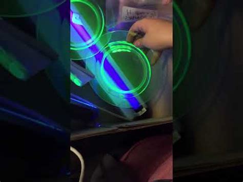 Handblown glass should not go in the oven. Uranium oxide glass - YouTube
