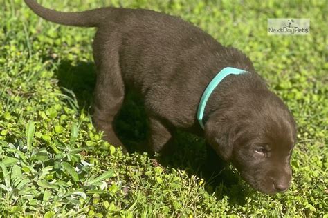 We did not find results for: Bailey Teal: Labrador Retriever puppy for sale near ...