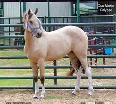 Gypsy vanners, gypsy horses for sale, gypsy cobs and gypsy gypsy vanner friesian horses. For Sale, buckskin Friesian cross filly by Ice Man of www.ColorfulFriesians.com | Friesian ...