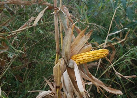 Another integral part of integrated pest management is exclusion, which limits pest access to the inside of a facility. Field Crops - Michigan Organic Farming Exchange