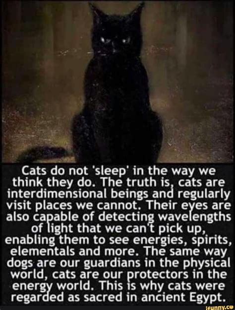 But according to some experts, scaring cats with cucumbers is actually bad for them. Cats do not 'sleep' in the way we think they do. The truth ...