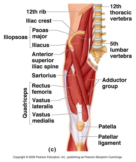 Florence nightingale u0026 39 s polar. Groin Muscles Diagram Anatomy Of Groin Area Photos Muscles ...