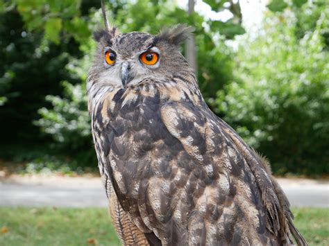 Auch hiuwel, hūwel (aus germ. Eule Foto & Bild | tiere, zoo, wildpark & falknerei, vögel ...