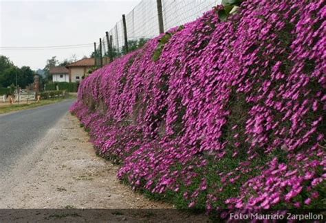 Check spelling or type a new query. Piante Grasse Con Fiori Fucsia - home accessories